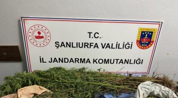 Jandarmadan uyuşturucu operasyonları