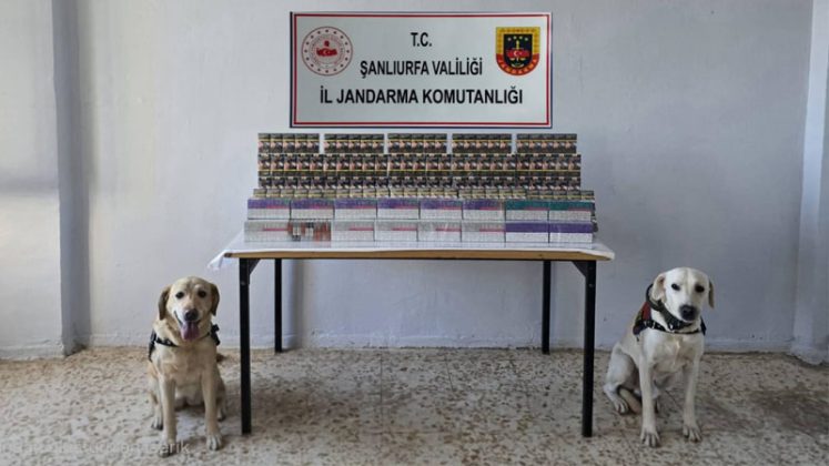 Şanlıurfa’da Jandarmadan Gümrük Kaçağı Sigara Operasyonu
