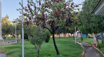 Eyyübiye’de Herkes İçin Yeşil Alan