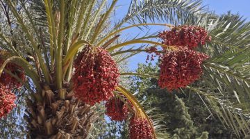 Balıklıgöl Bu Kez Medine Hurmasıyla Gündemde