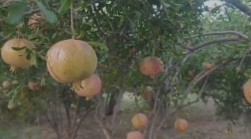 Suruç’ta Saksıda Yetişen Nar Fidanları Meyve Verdi!