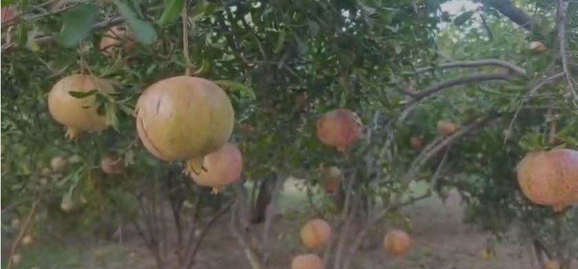 Suruç’ta Saksıda Yetişen Nar Fidanları Meyve Verdi!
