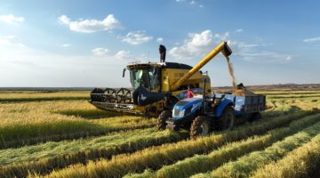 Şanlıurfa’da Karacadağ Pirinç Hasadı Başladı