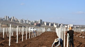 Siverek’in Şire Bağlarında Hummalı Çalışmalar Sürüyor