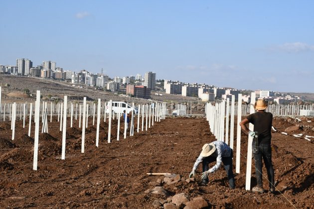 Siverek’in Şire Bağlarında Hummalı Çalışmalar Sürüyor