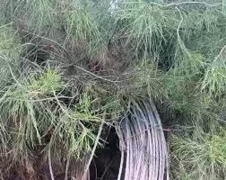 Şanlıurfa’da Direk Hırsızları Bölgeyi Elektriksiz Bıraktı