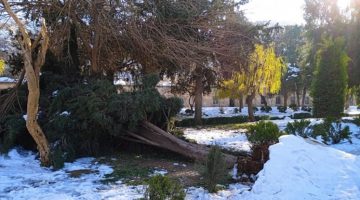 Şanlıurfa’da Yoğun Kar Yarım Asırlık Ağacı Devirdi