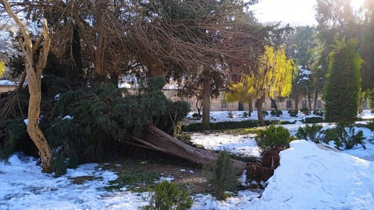 Şanlıurfa’da Yoğun Kar Yarım Asırlık Ağacı Devirdi