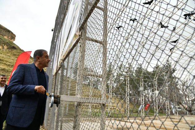 Kelaynak kuşları doğaya salındı