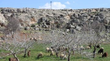 Şanlıurfa’da Yağışlar Yüzleri Güldürdü: Toprak Nefes Aldı, Umut Yeşerdi