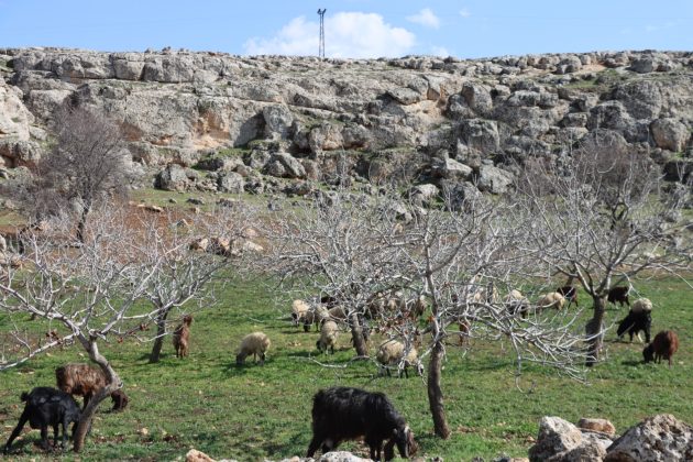Şanlıurfa’da Yağışlar Yüzleri Güldürdü: Toprak Nefes Aldı, Umut Yeşerdi